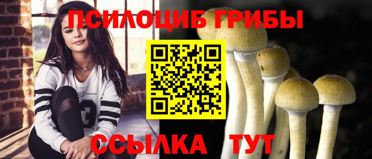 Псилоцибиновые грибы Psilocybe Щёкино